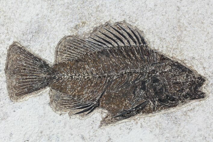 Cockerellites (Priscacara) Fossil Fish - Wyoming #77898